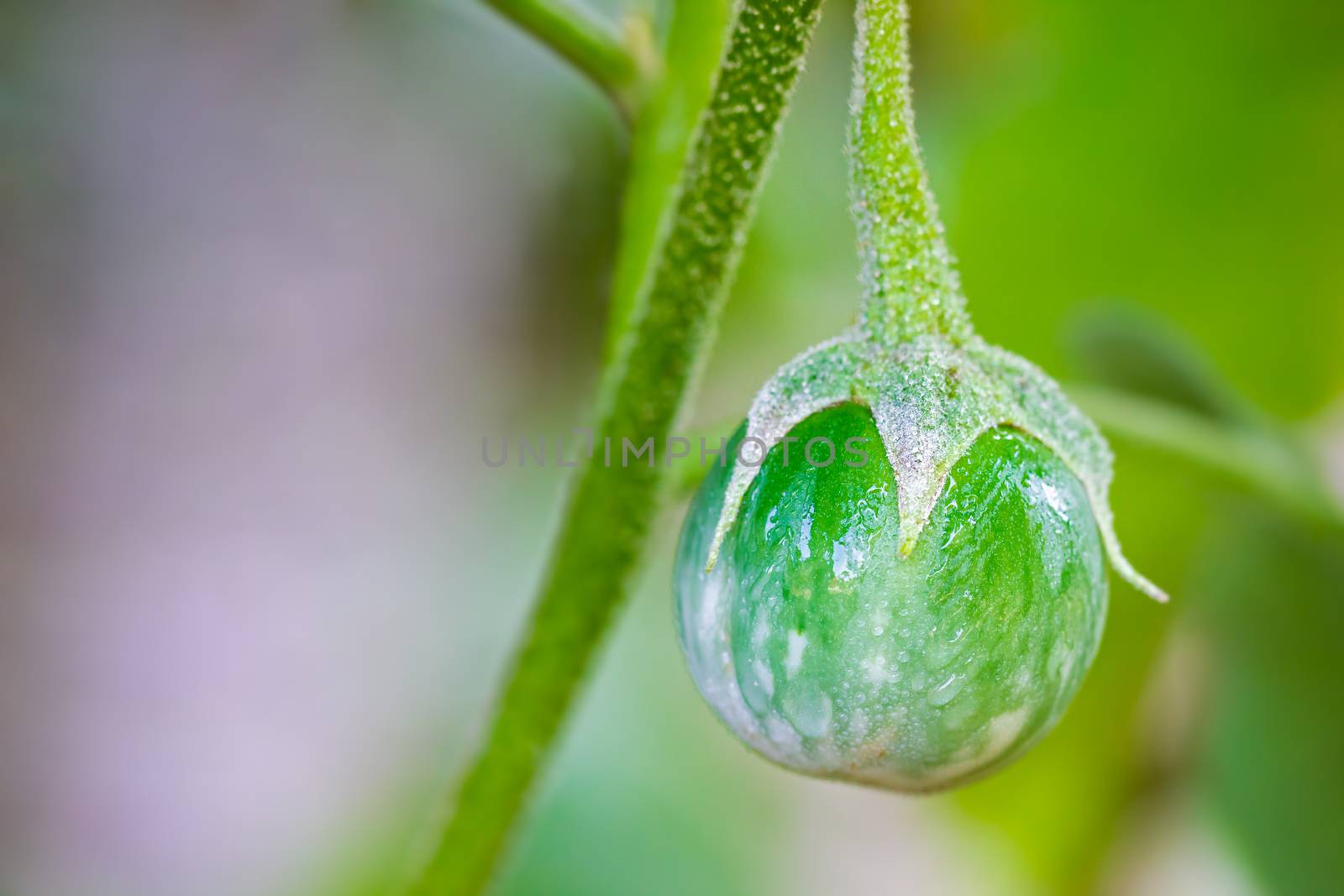 Eggplant and water drops on the tree in organic farms with morni by SaitanSainam