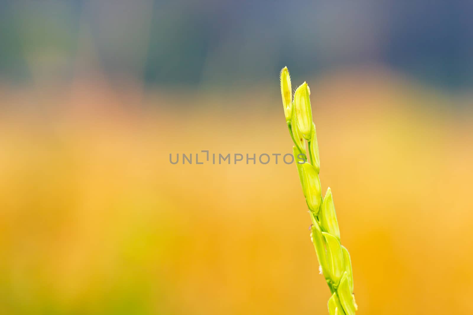 Rice grains among organic rice fields and morning sunlight. Concept of agricultural or farmer.