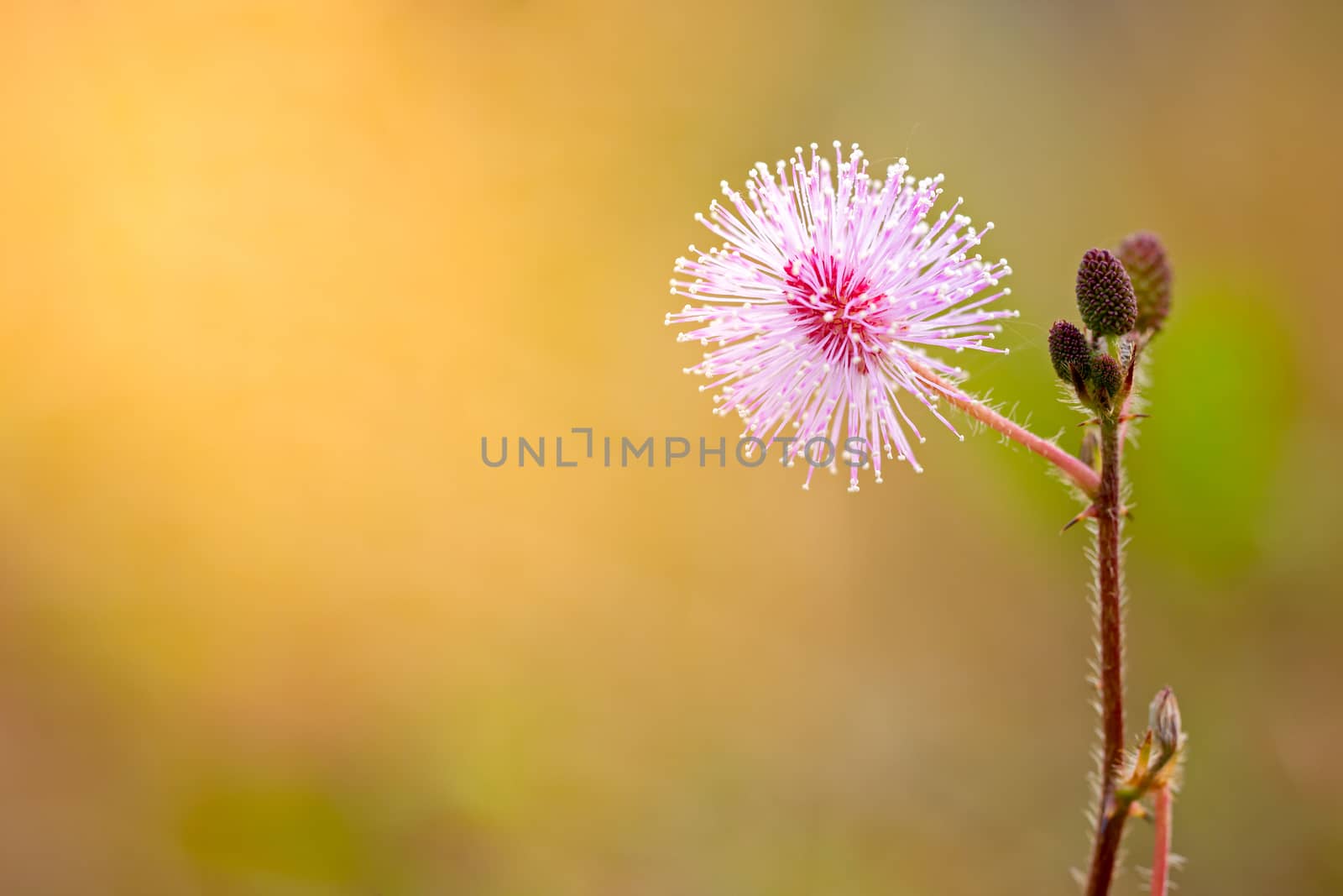 Flowers of sensitive plant among the grasslands and morning sunlight.