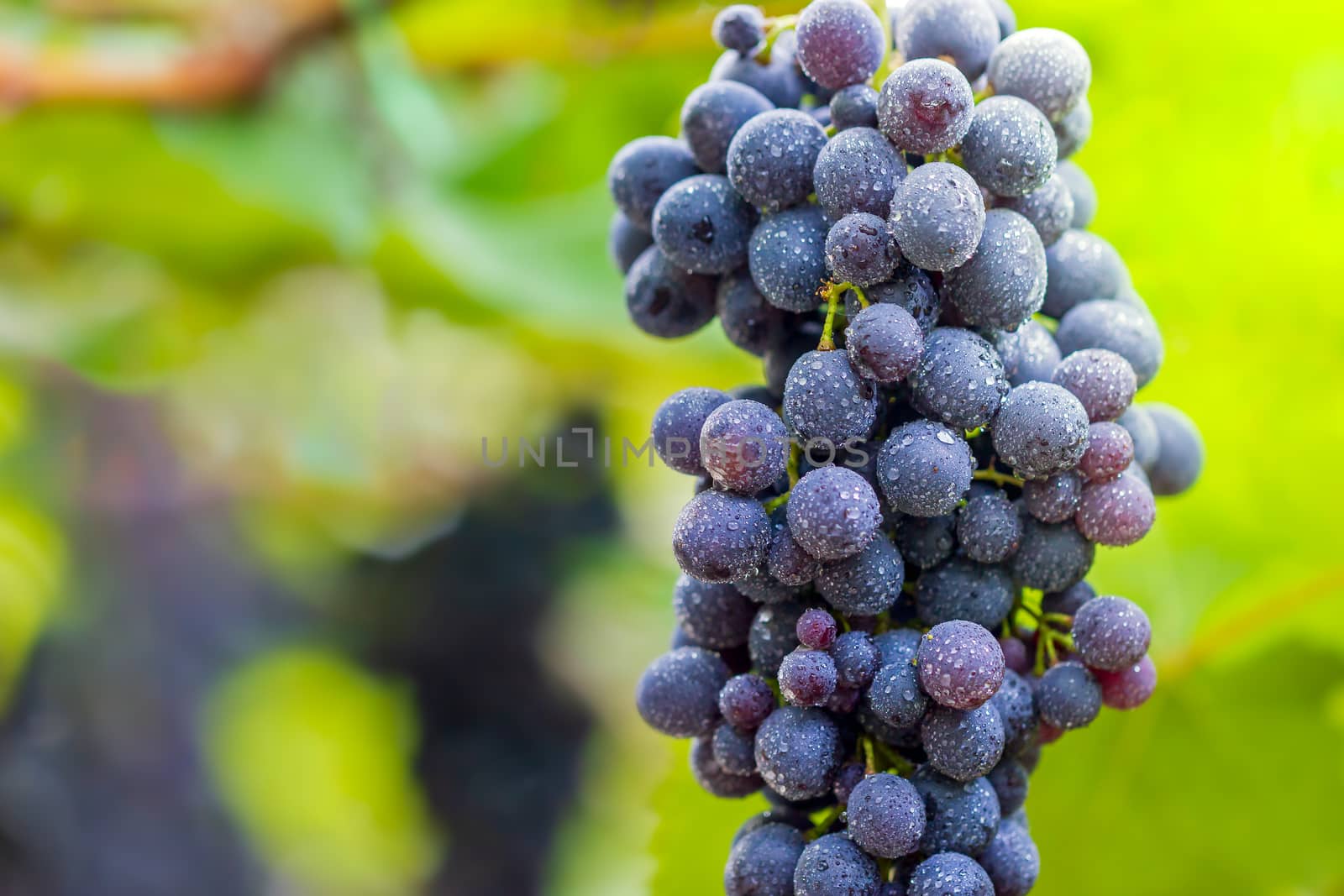 Bunch of grapes and drops of water on the tree in organic farm with morning sunlight.