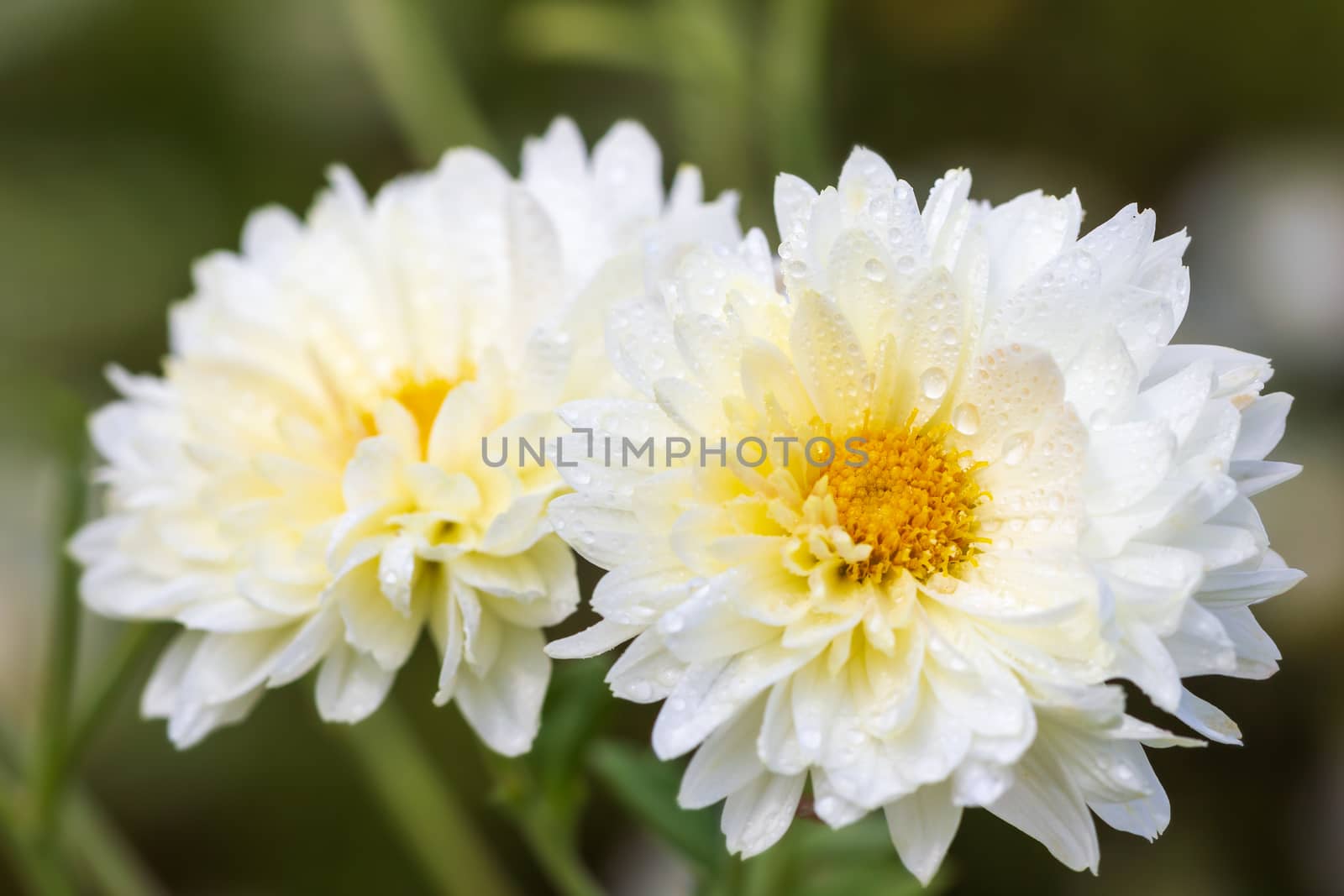 Closeup white chrysanthemum flowers with yellow pollen and morning sunlight in organic garden.