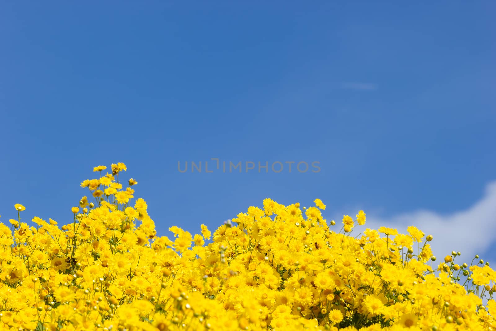 Yellow chrysanthemum field in the white clouds and blue sky back by SaitanSainam