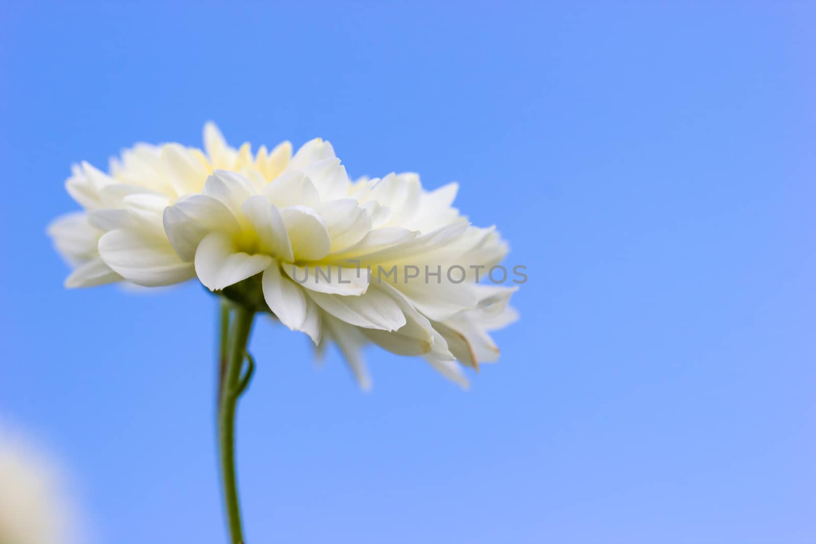 Closeup single white chrysanthemum flower in the blue background of the sky.