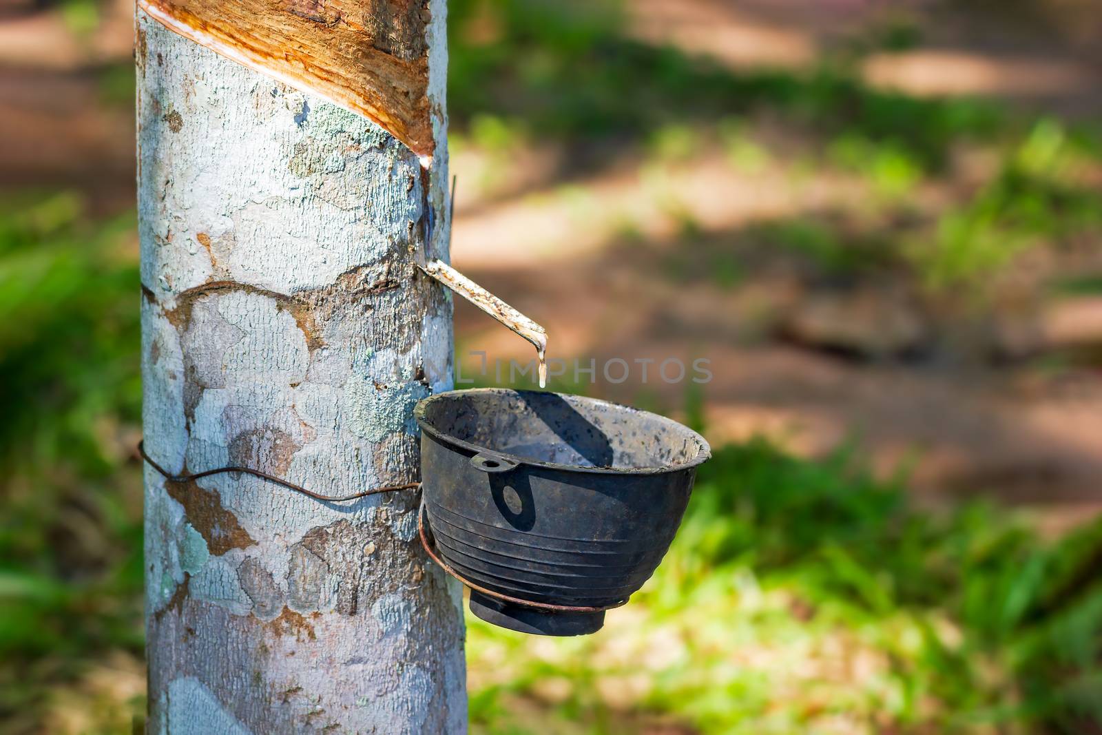 The latex of rubber flows down from the tree into the bowl and morning sunlight.