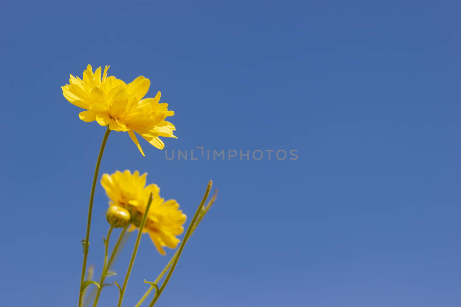 Closeup yellow chrysanthemum in the blue sky background and sunl by SaitanSainam