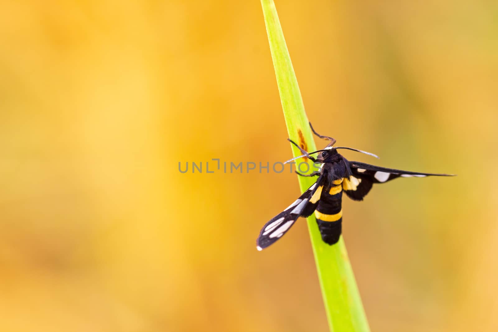 Small butterflies landing on rice leaves in the rice fields and  by SaitanSainam