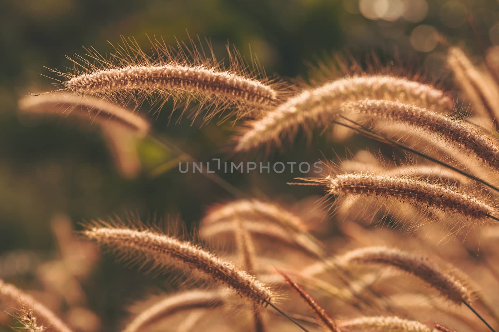 Pennisetum pedicellatum Trin grass in the meadow and morning sun by SaitanSainam