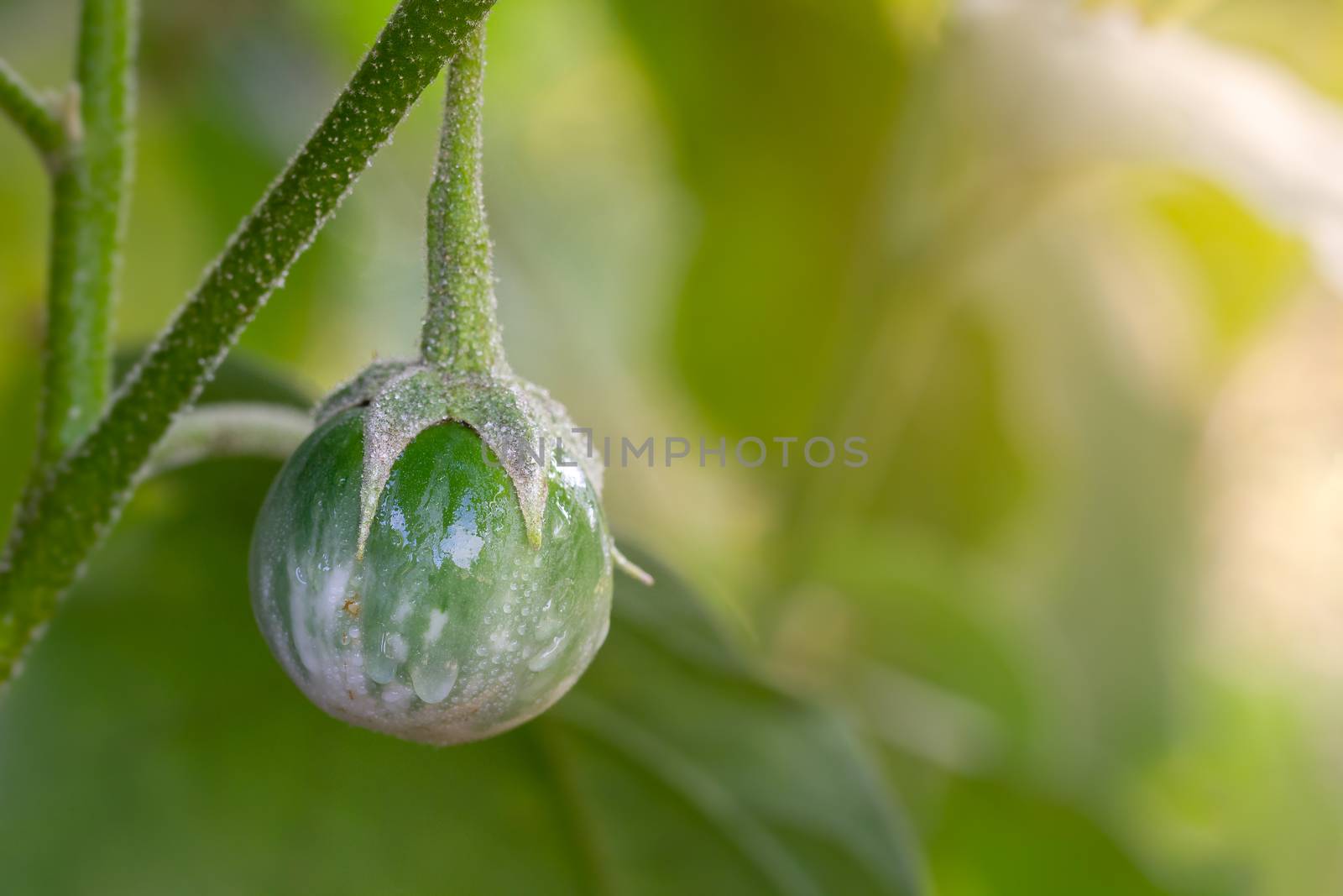 Eggplant and water drops on the tree in organic farms with morning sunlight.