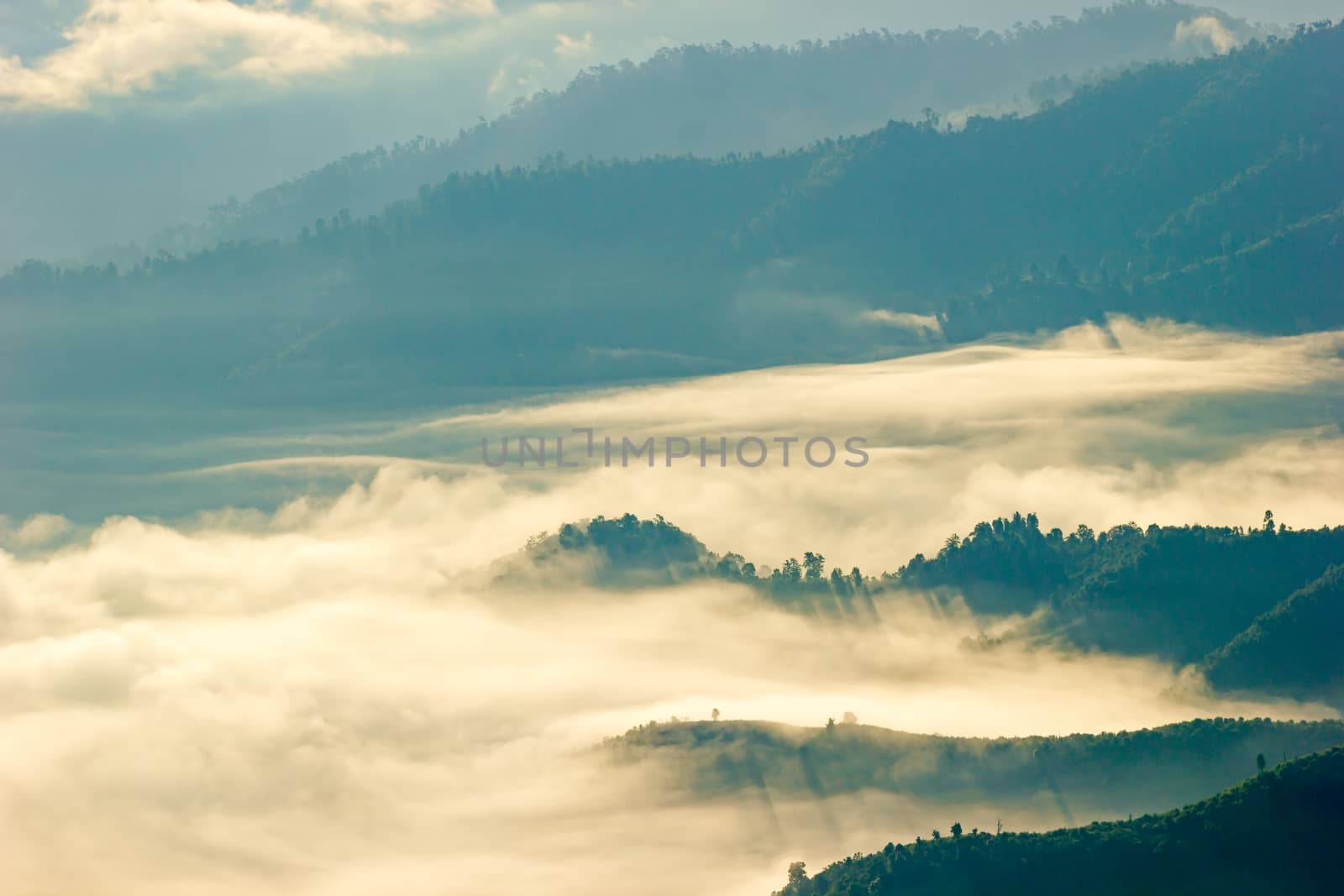 The fog floats on the top of a tree in the forest on mountain.