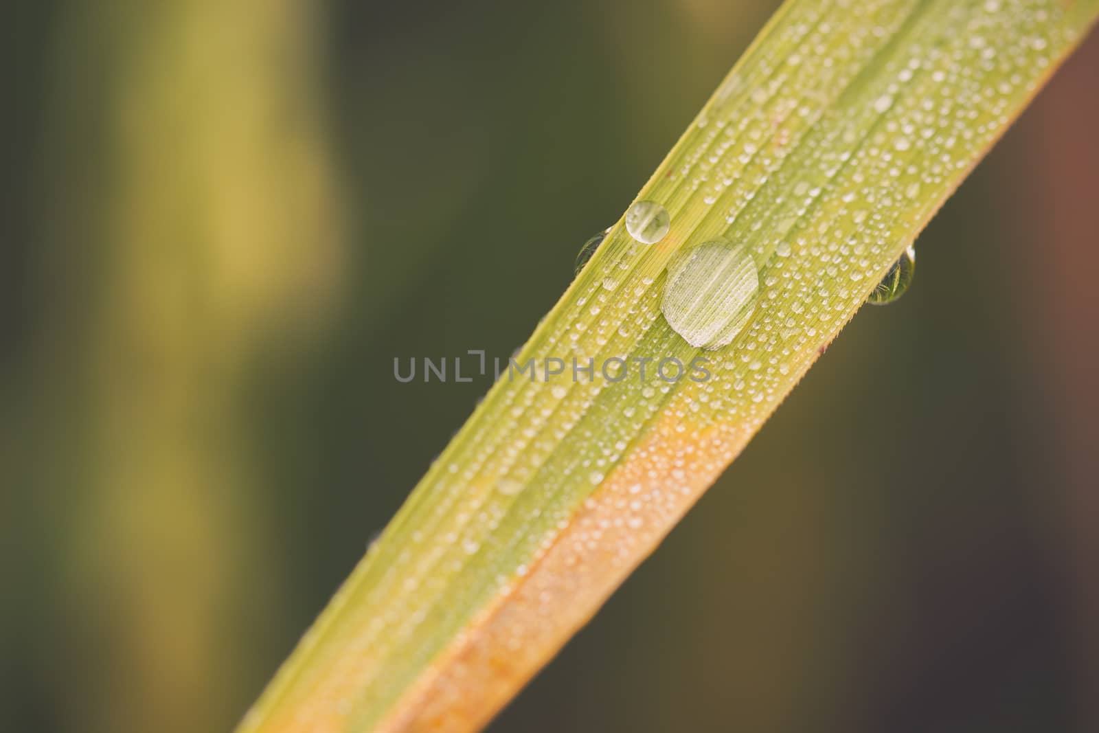 Drops of dew on rice leaves in rice fields and morning sunlight. Concept of rainy season and agriculture.