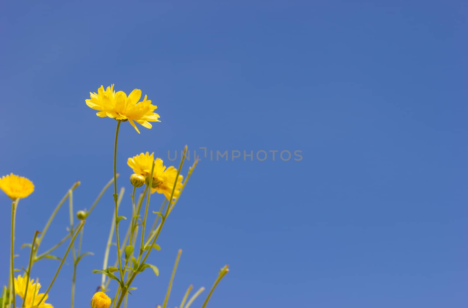 Closeup yellow chrysanthemum in the blue sky background and sunlight.