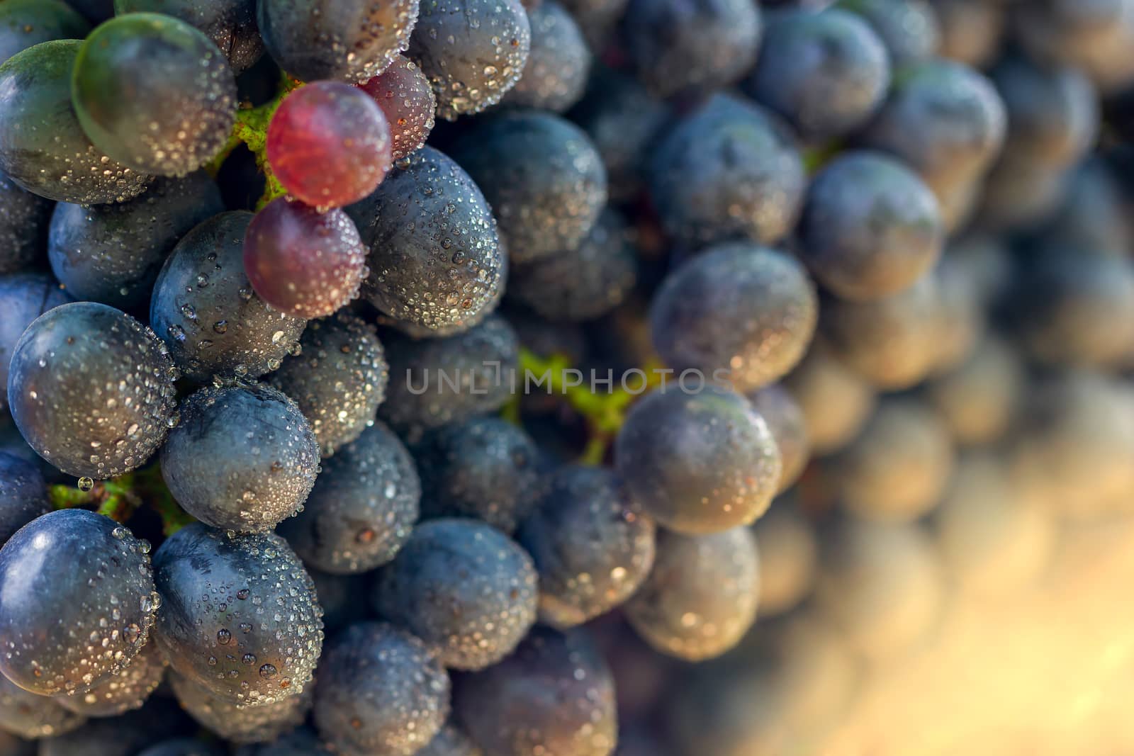 Closeup bunch of grapes and drops of water in organic farm with morning sunlight.