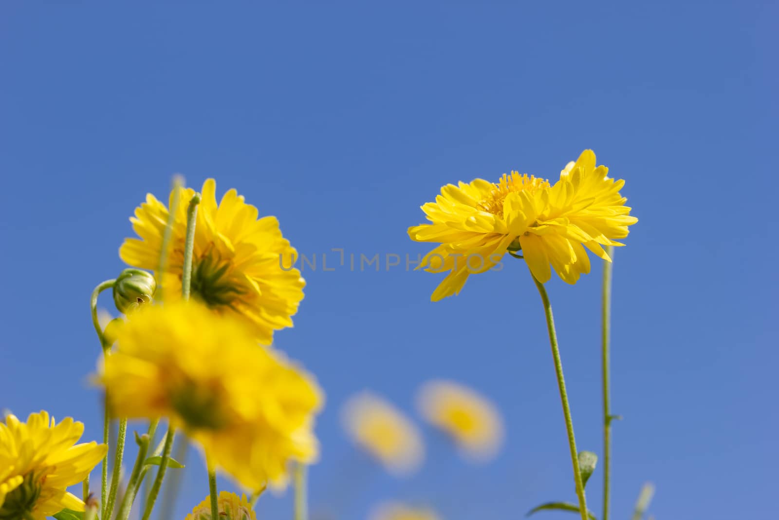 Closeup yellow chrysanthemum in the blue sky background and sunlight.