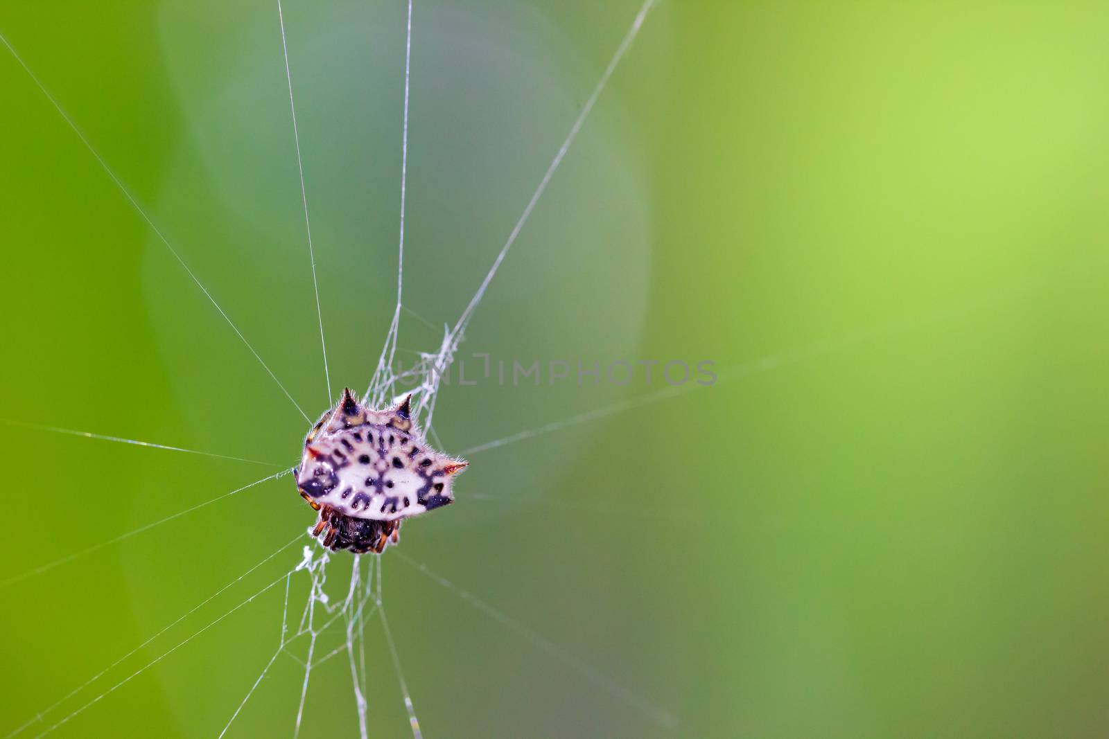 Spider have thorns behind them. Spider web and morning sunlight. by SaitanSainam