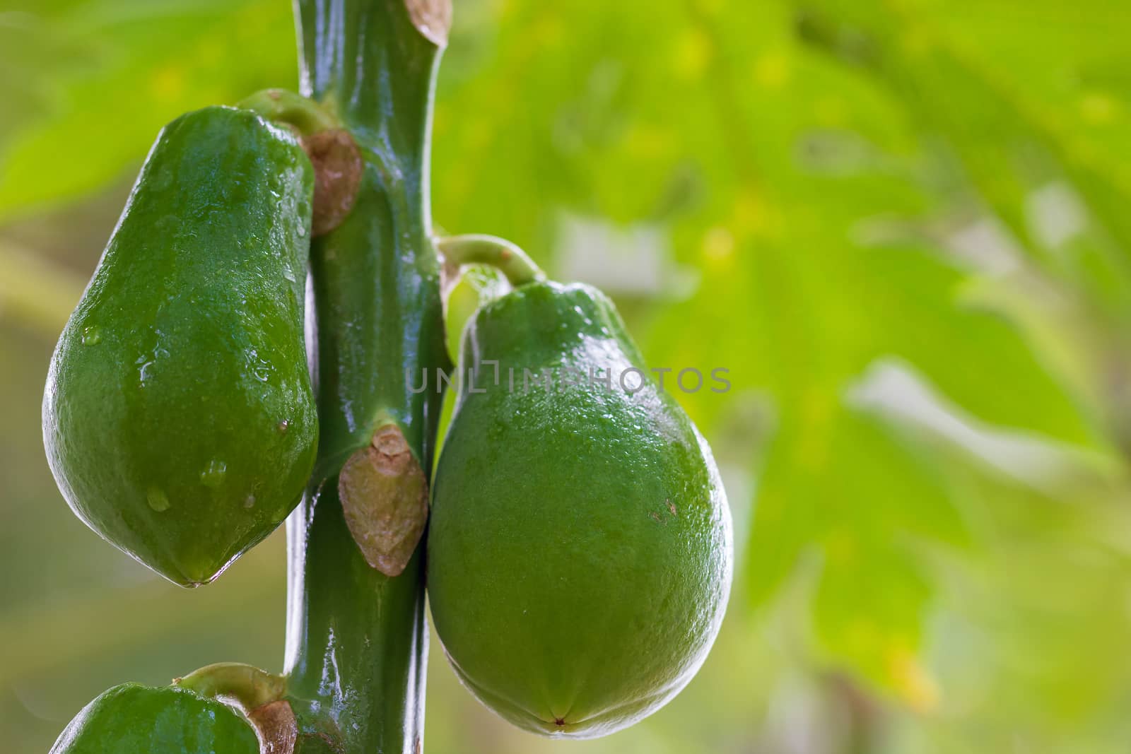 Papaya is wet with water drop on the tree in organic farm and mo by SaitanSainam