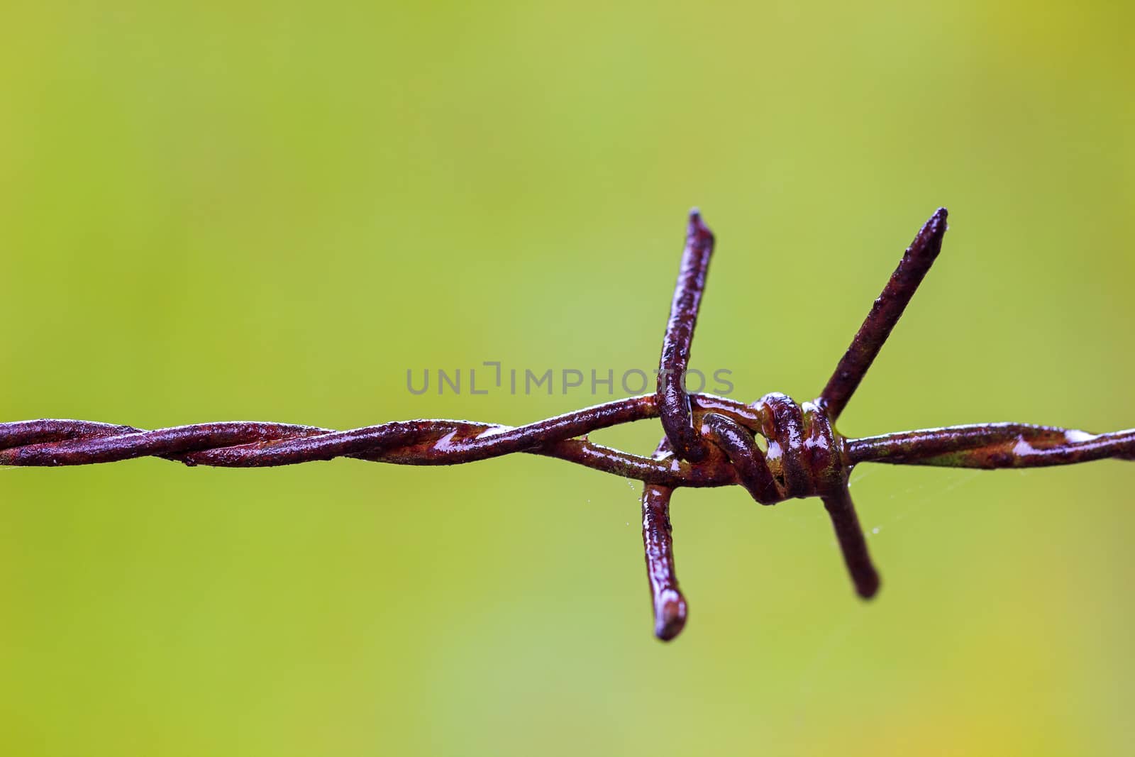 Old rusty Barbed wire fence and spider web were wet with rain and blurred natural green background.