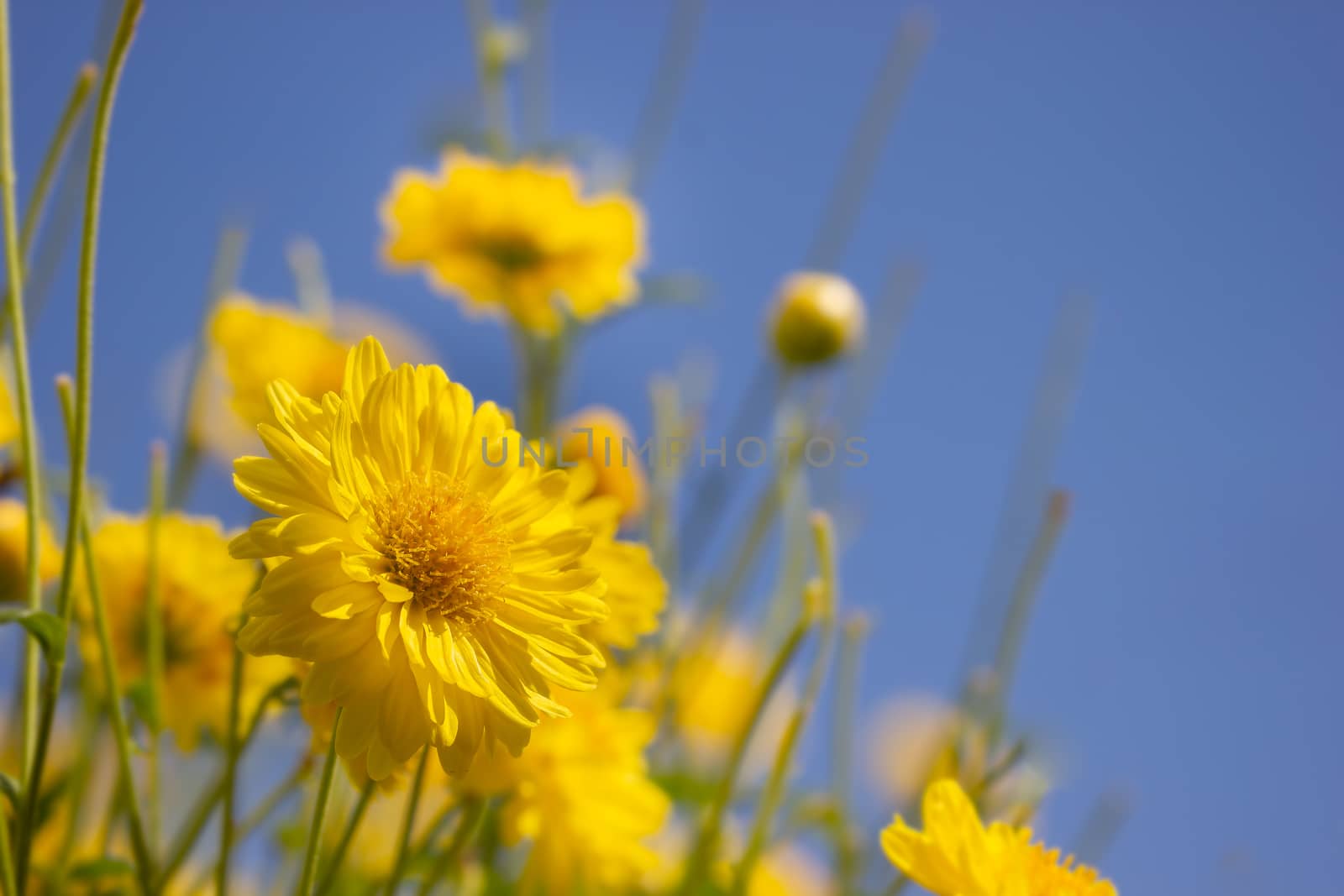 Yellow chrysanthemum field in the blue sky background at organic by SaitanSainam