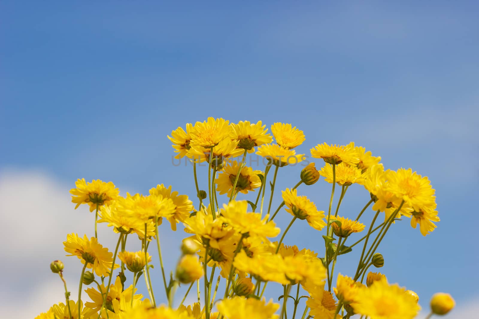 Yellow chrysanthemum field in the white clouds and blue sky background.