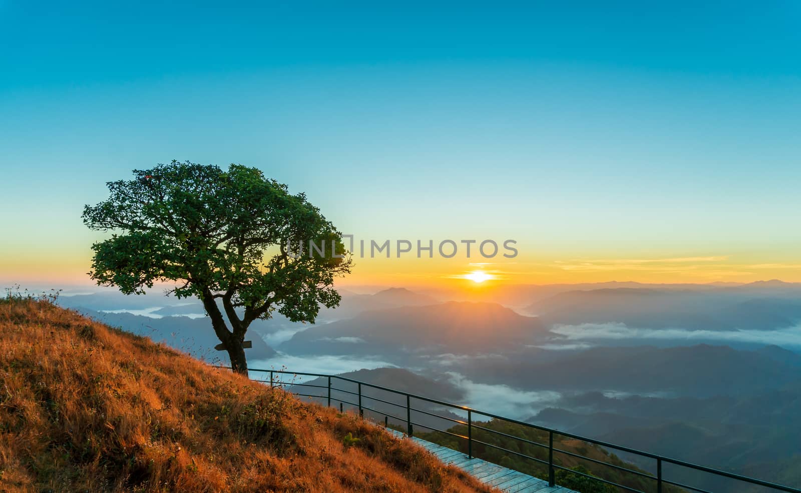 Sunrise in the mountains at the view point. Single large trees and grass fields and walkways made of steel.