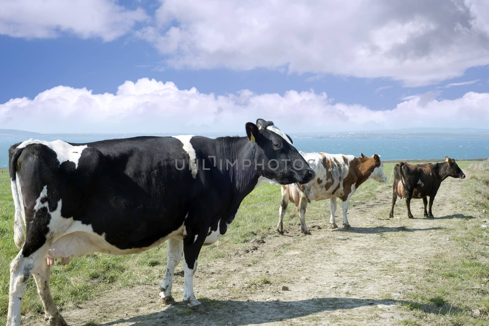 mixed cows on the county kerry coast of ireland