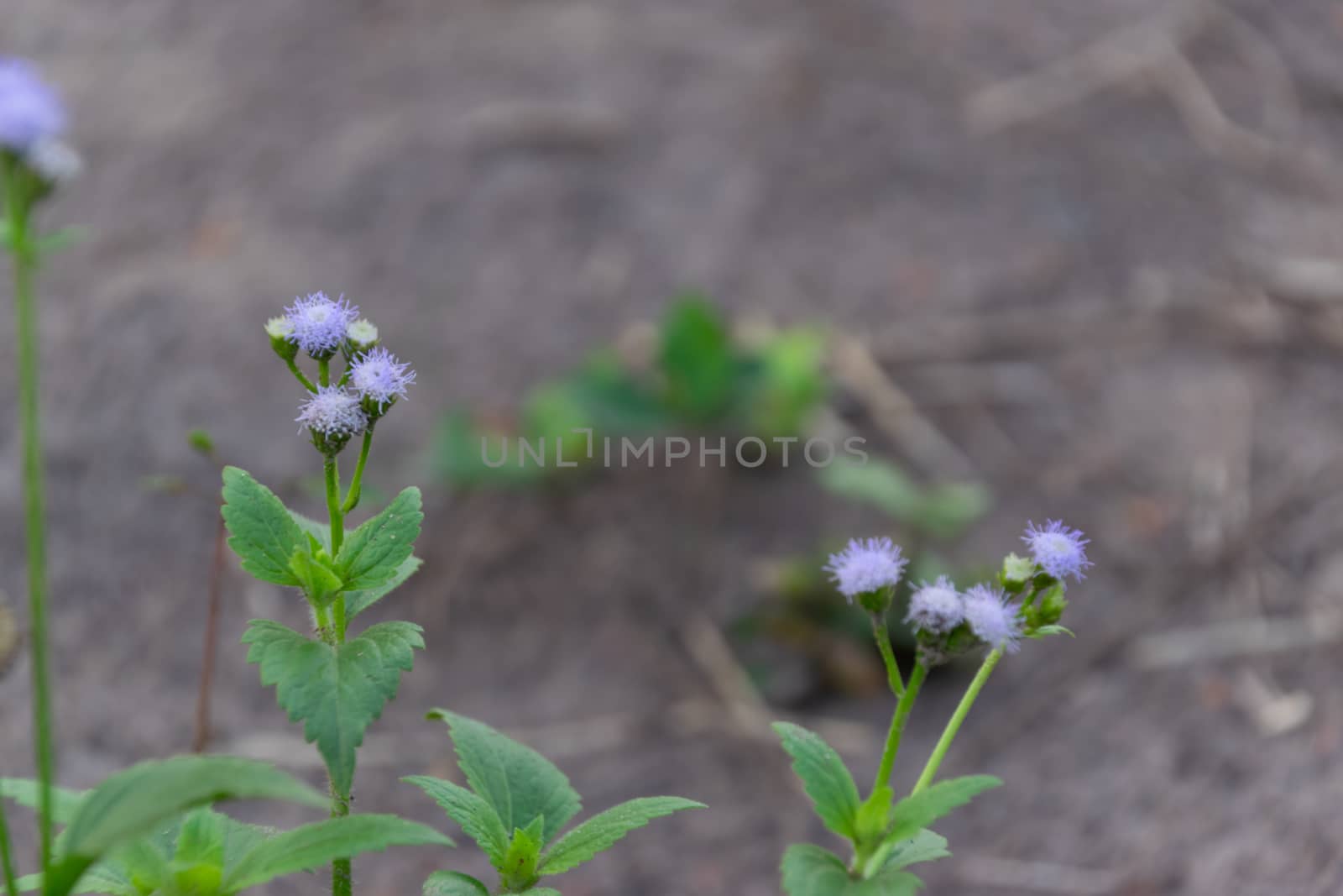 Cluster of light purple flowers or grass flower close up with na by Banglade