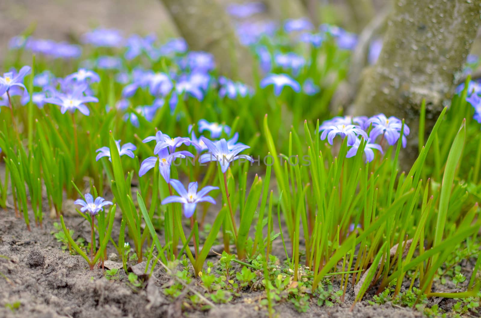 White and Purple Scilla Flowers Growing Wildly in a Field near the tree