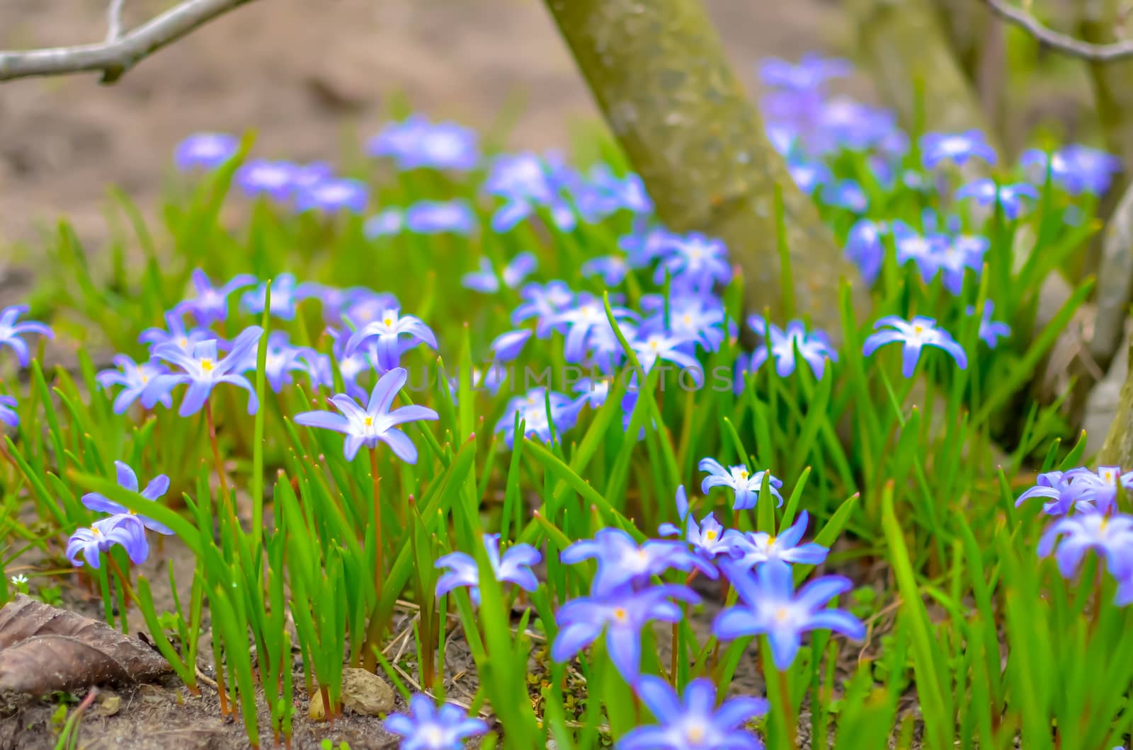 White and Purple Scilla Flowers Growing Wildly in a Field near the tree