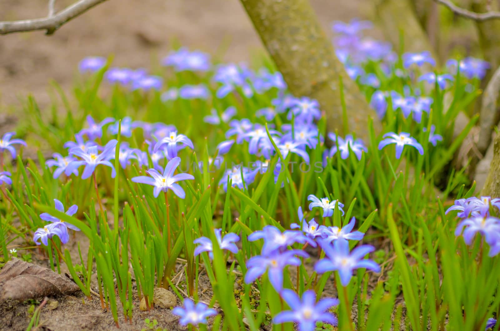 White and Purple Scilla Flowers Growing Wildly in a Field near the tree