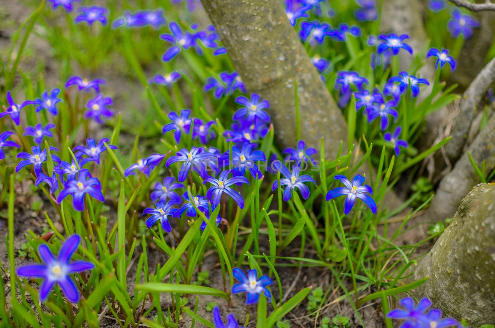 White and Purple Scilla Flowers Growing Wildly in a Field near the tree