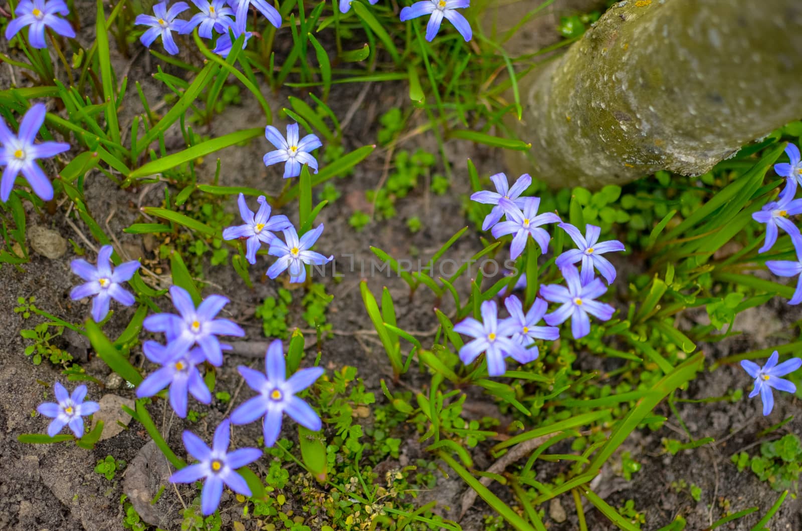 White and Purple Scilla Flowers Growing Wildly in a Field near the tree