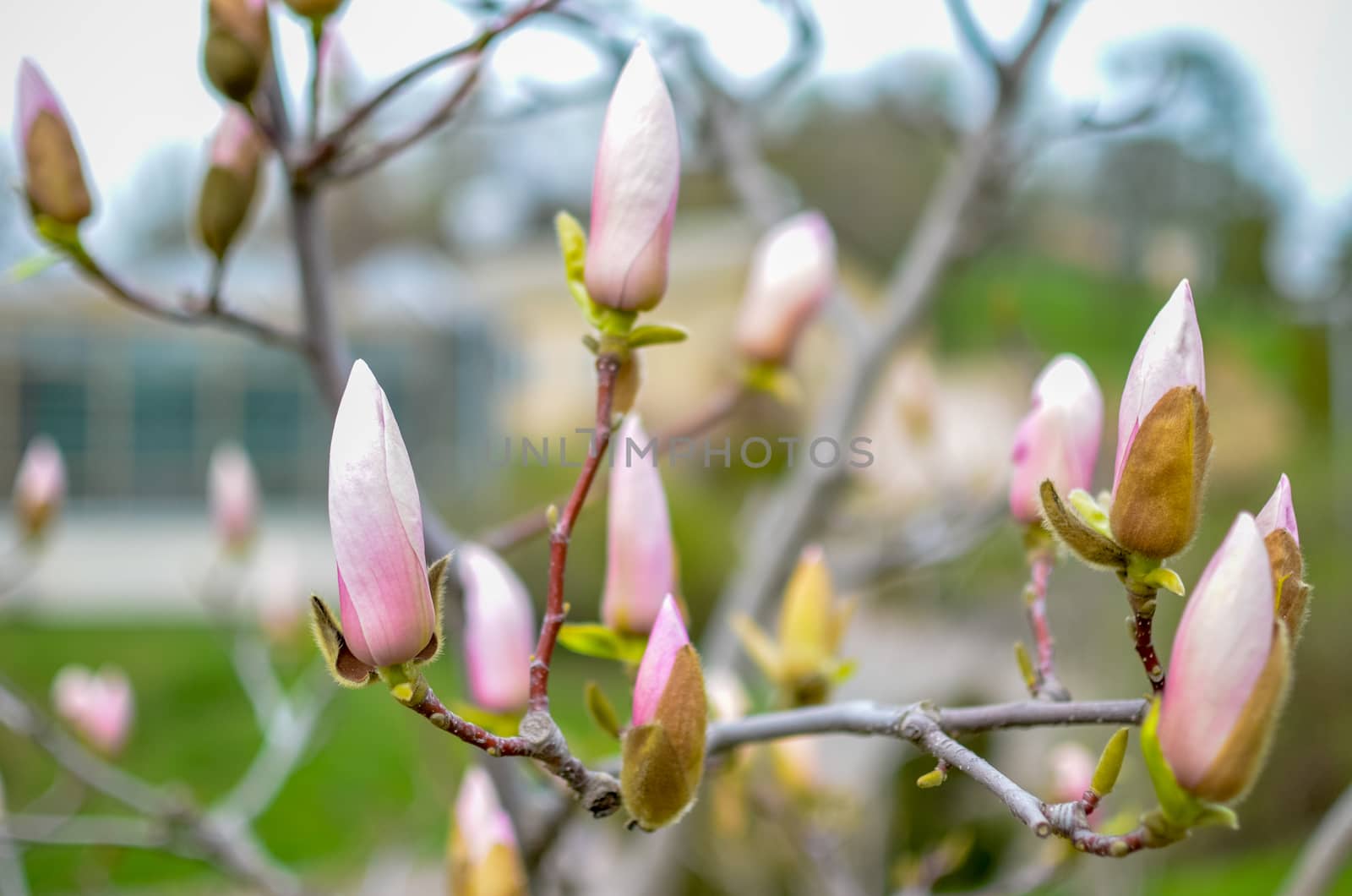 Blossoming magnolia bud in the park in spring closeup