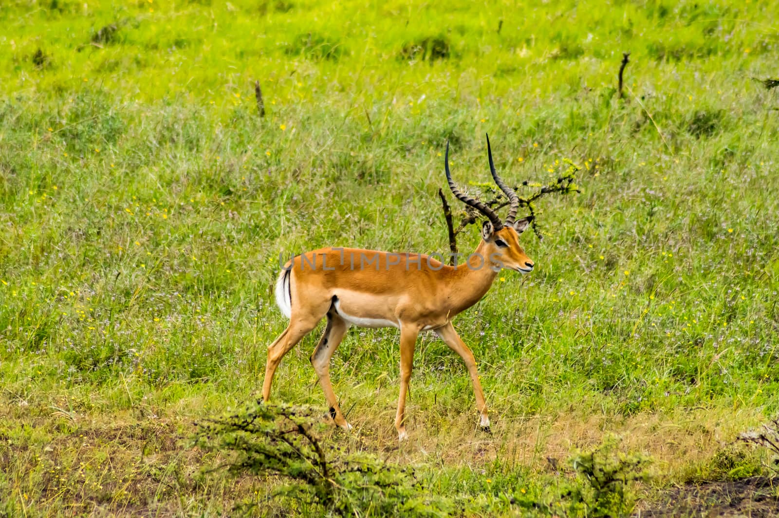 Male Impala in the savannah of Nairobi Park in central Kenya