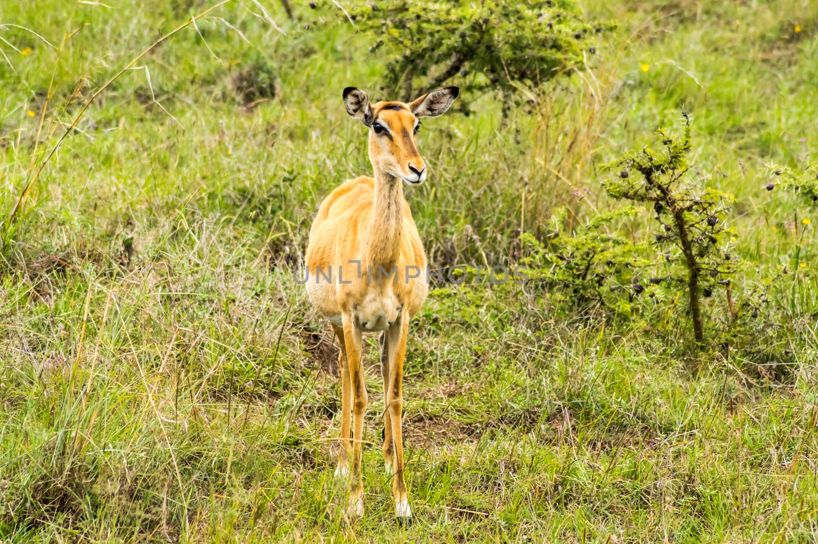 female bush guib in the savannah of Nairobi Park in central Kenya