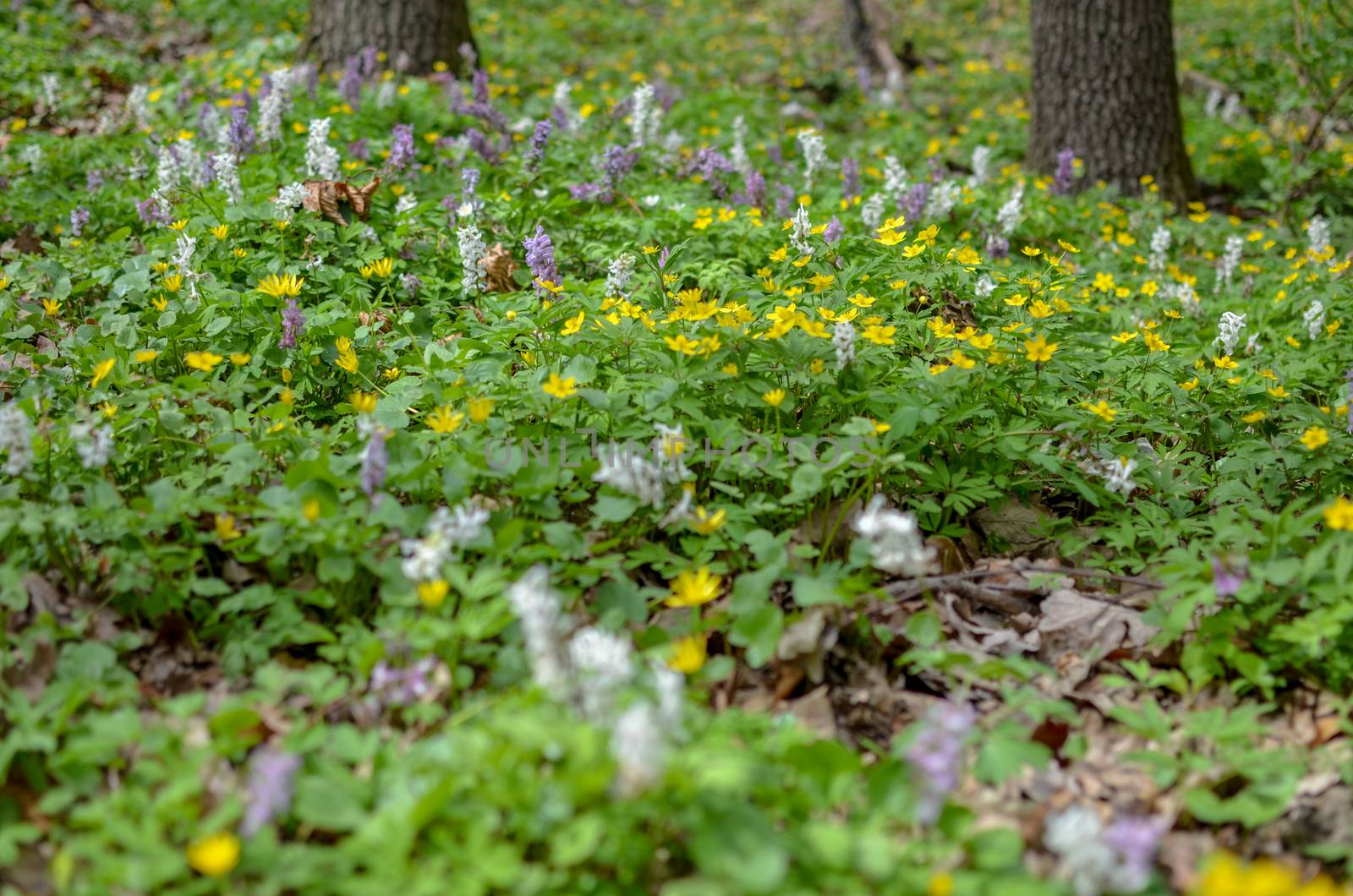 The first colorful spring flowers field in wood