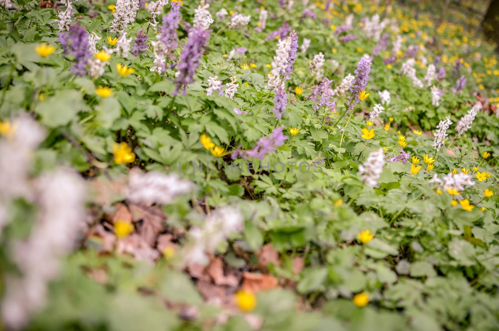 The first colorful spring flowers field in wood