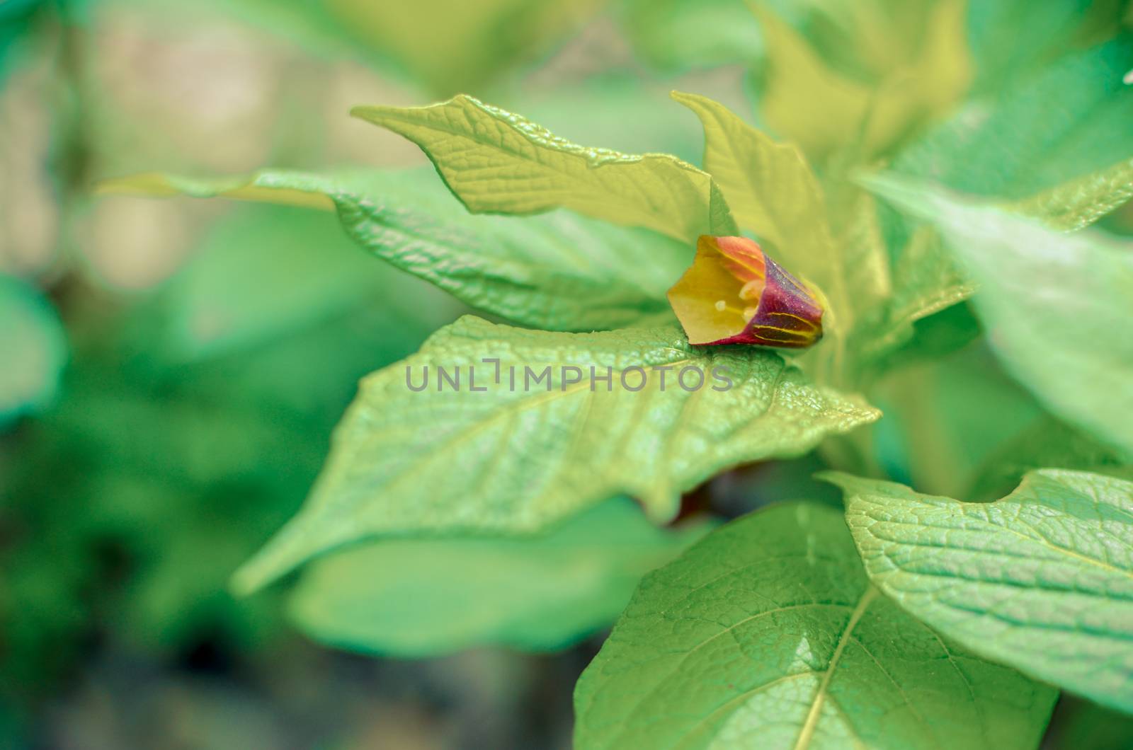 Closeup of brown flowers on the forest floor in Kyiv, Ukraine