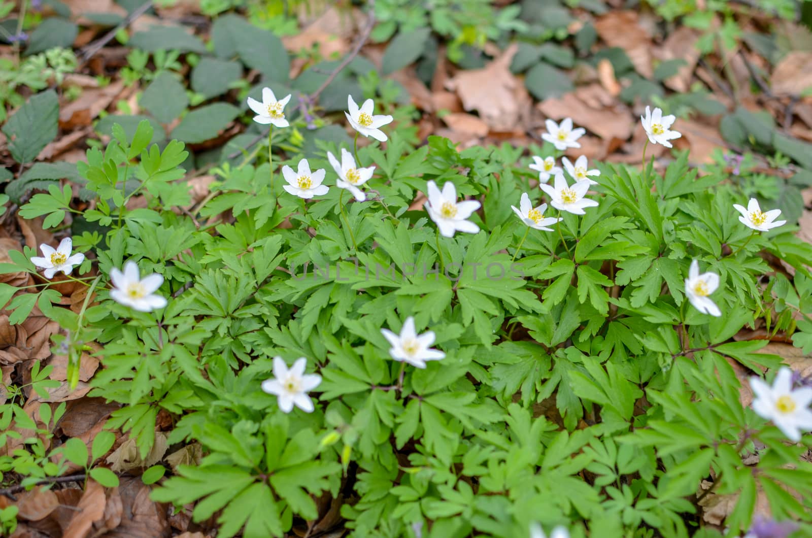 Group of growing white blooming Anemone Ranunculoides or yellow wood anemone flowers in early spring forest