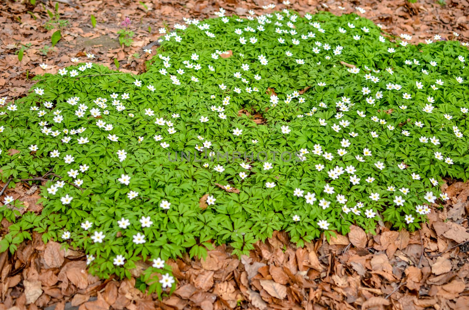 Group of growing white blooming Anemone Ranunculoides or yellow wood anemone flowers in early spring forest