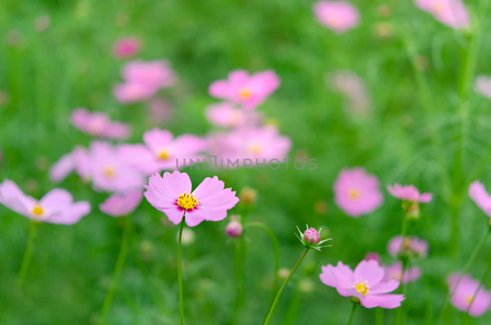 pink cosmos flower blooming in the green field, hipster tone