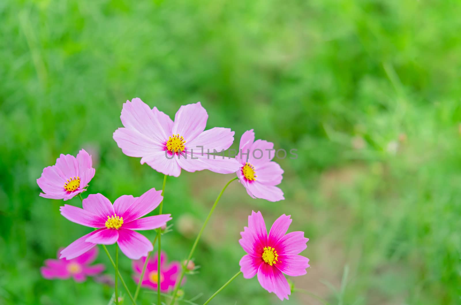 pink cosmos flower blooming in the green field, hipster tone