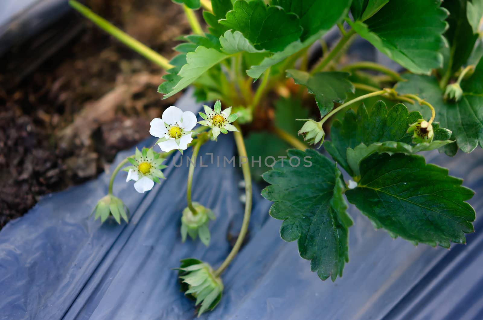 Wild strawberry blossoming - macro shot of a flower