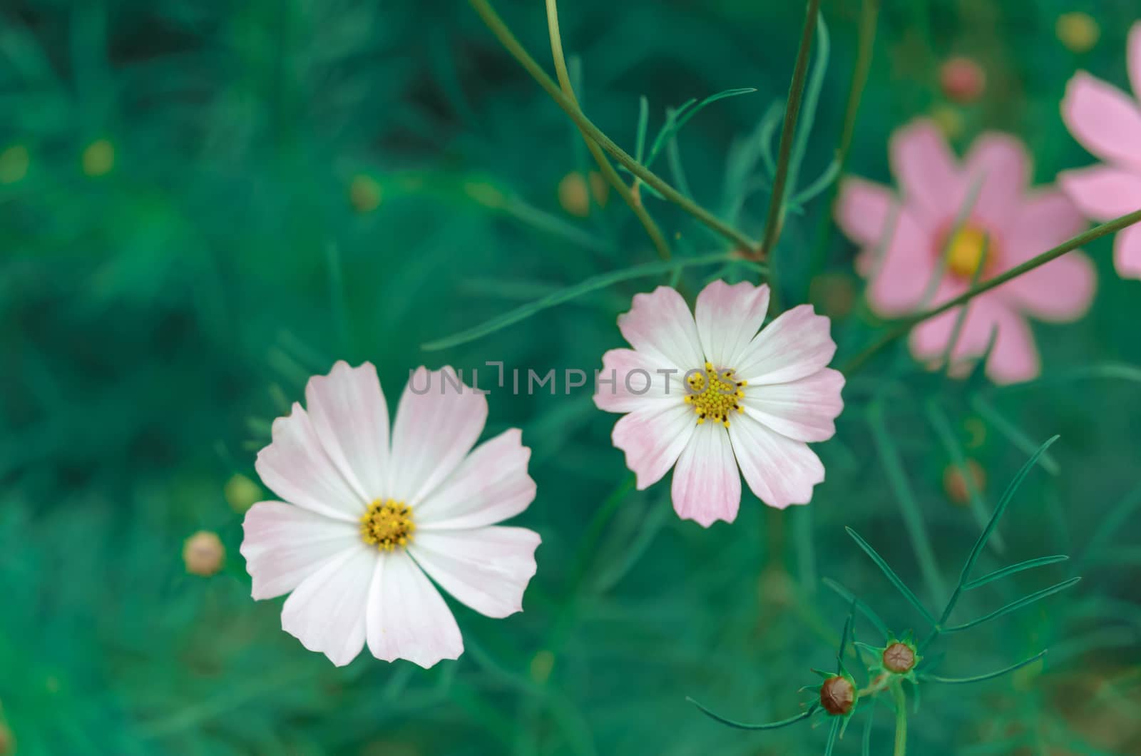 pink cosmos flower  by rakratchada