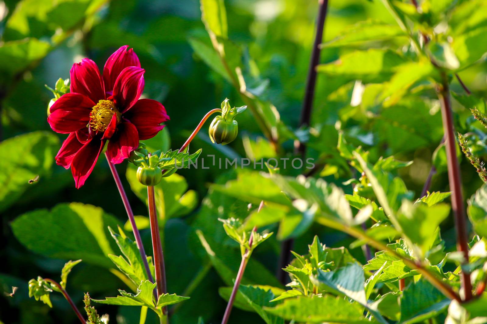 Background with  red dahlia in green meadow. Dahlia is mexican plant of the daisy family, which is cultivated for its brightly colored single or double flowers.

