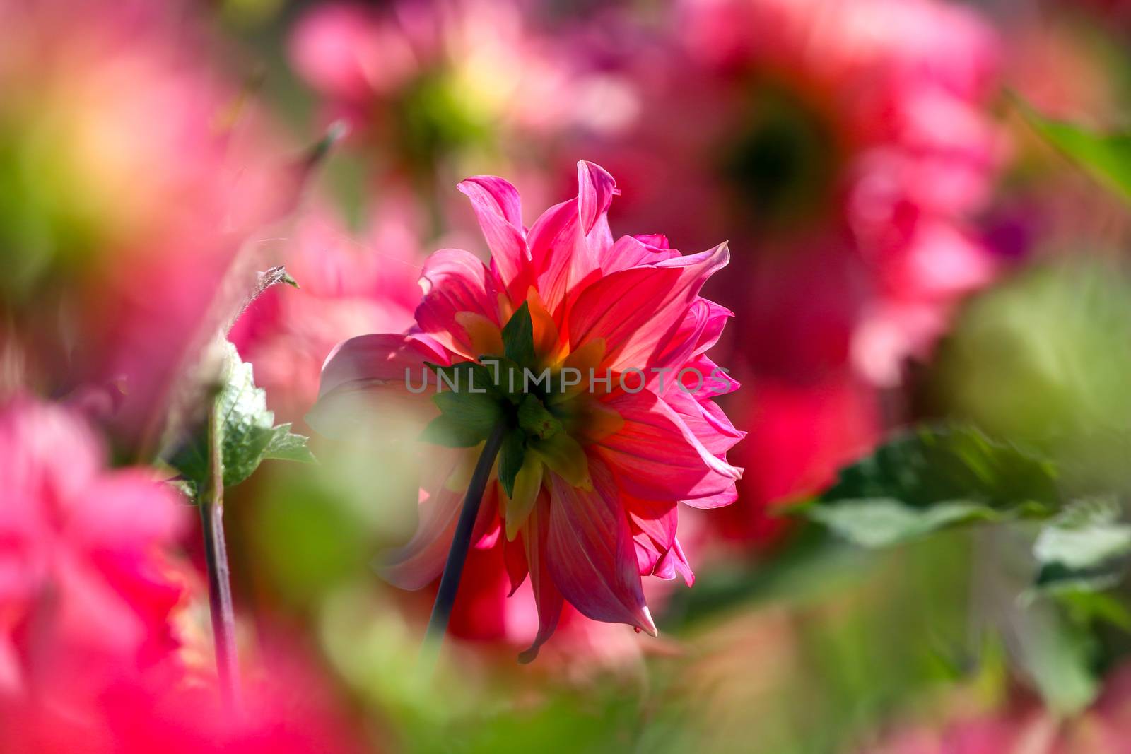 Background with  red dahlia in green meadow. Dahlia is mexican plant of the daisy family, which is cultivated for its brightly colored single or double flowers.

