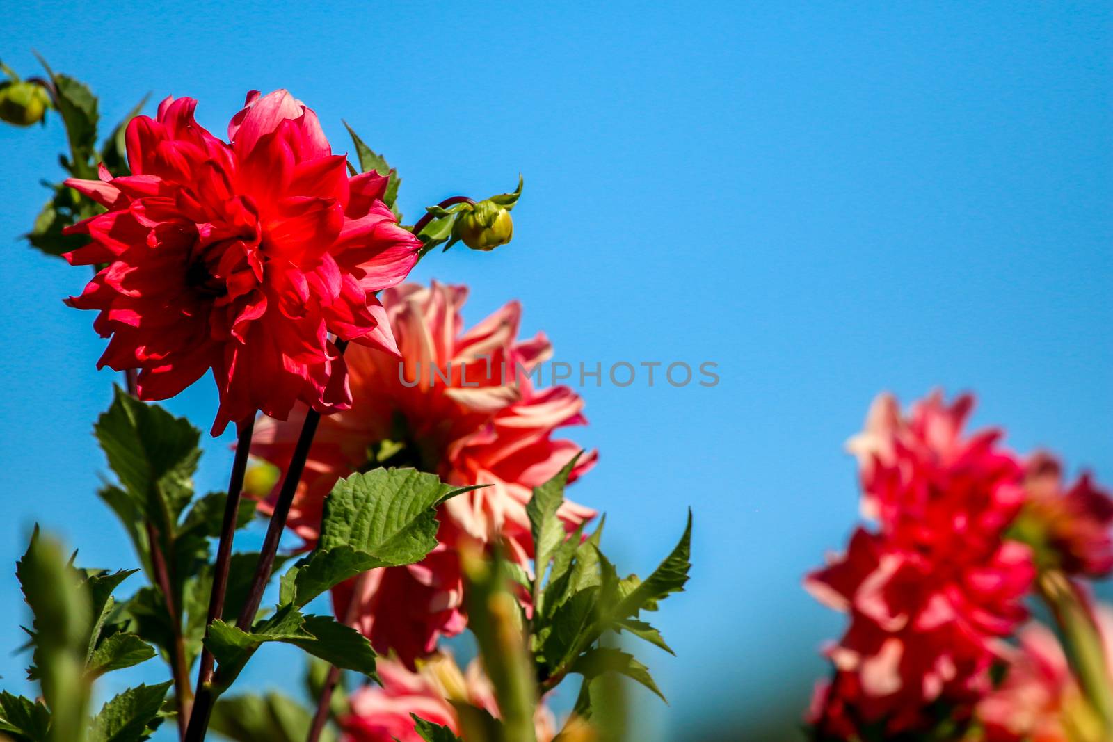 Red dahlia on background of blue sky. Dahlia is mexican plant of the daisy family, which is cultivated for its brightly colored single or double flowers.

