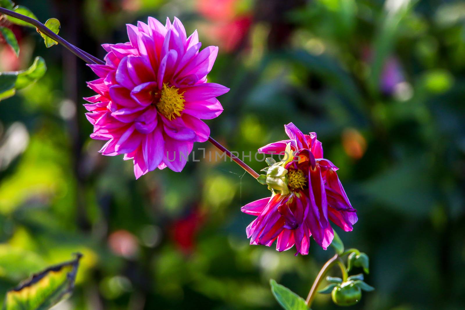 Background with  pink dahlia in green meadow. Dahlia is mexican plant of the daisy family, which is cultivated for its brightly coloured single or double flowers.

