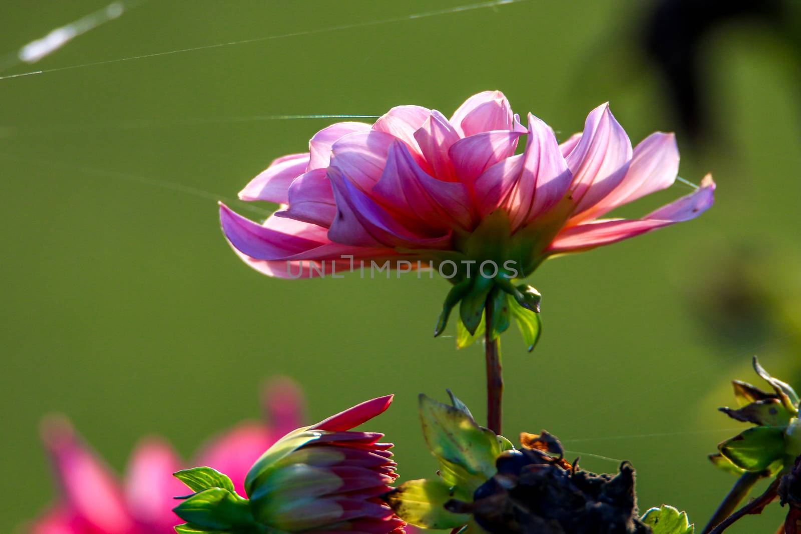 Pink dahlia in green meadow. Pink dahlia and spider web on green nature background. Dahlia is mexican plant of the daisy family, which is cultivated for its brightly colored single or double flowers.

