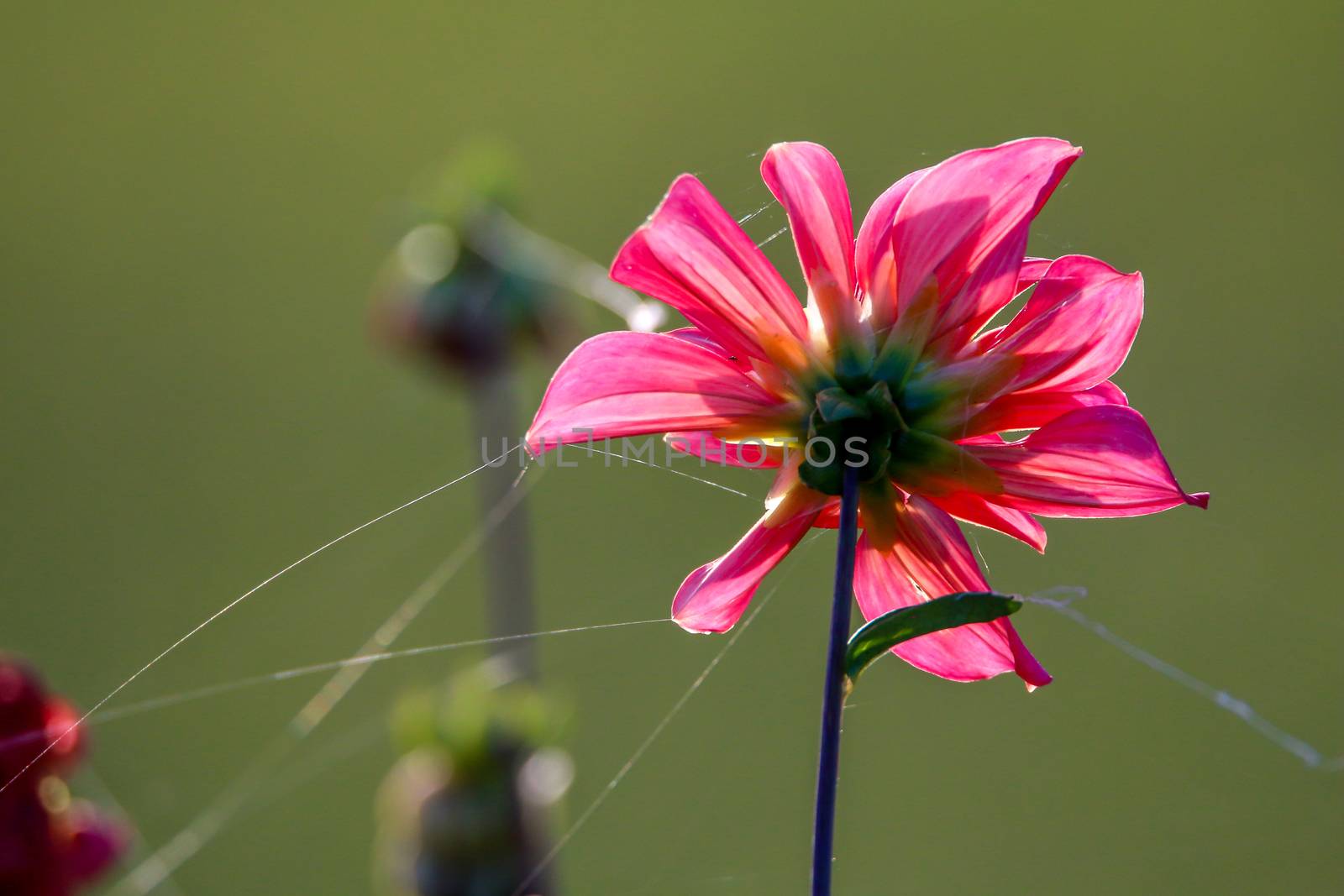 Red dahlia in green meadow. Background with pink dahlia and spider web. Dahlia is mexican plant of the daisy family, which is cultivated for its brightly colored single or double flowers.

