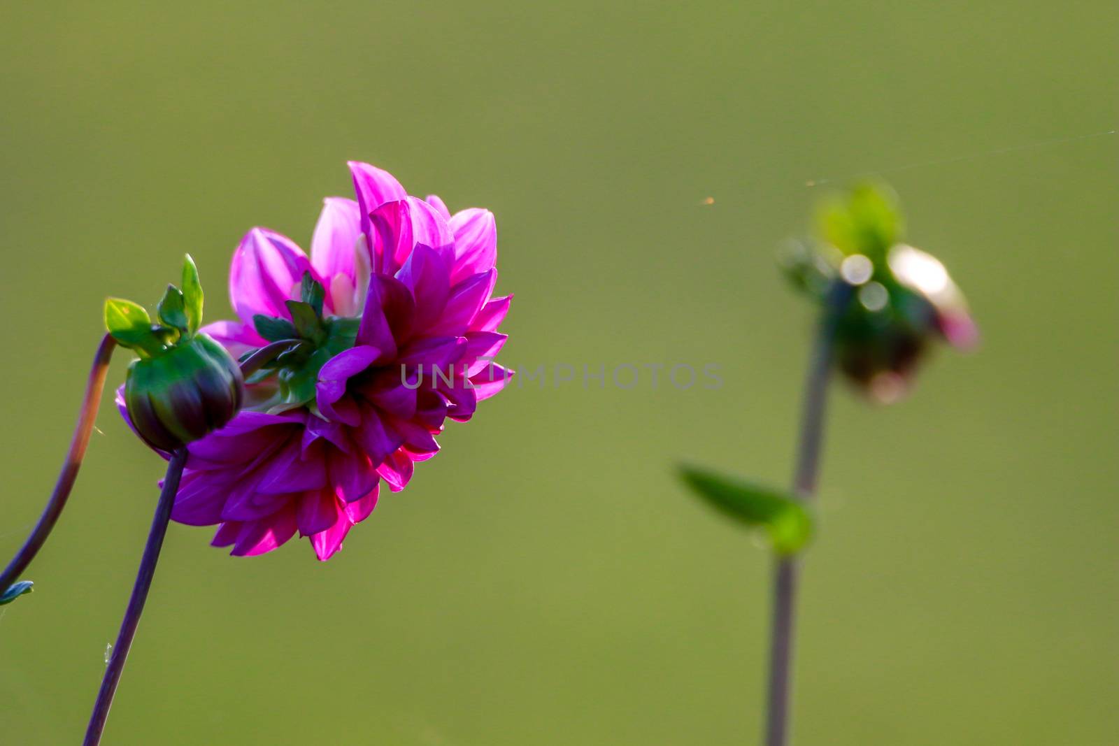 Purple dahlia in green meadow. Pink dahlia on green nature background. Dahlia is mexican plant of the daisy family, which is cultivated for its brightly colourd single or double flowers.

