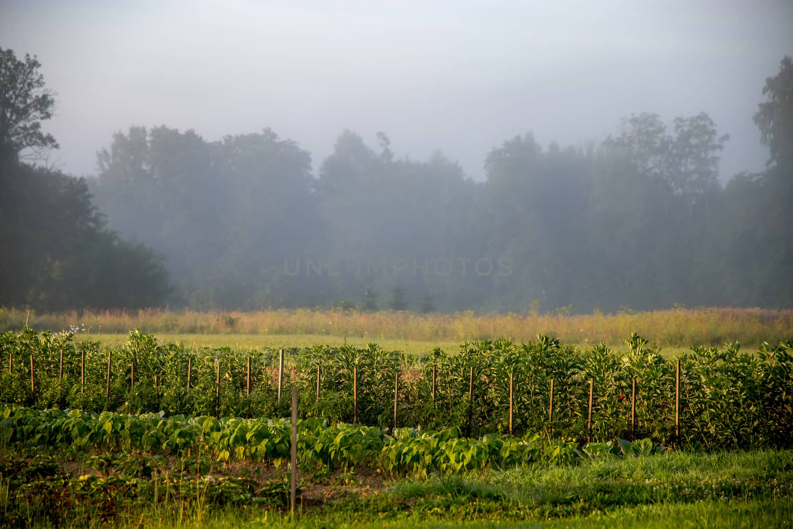 Latvian landscape with mist above the garden. Classic rural landscape in Latvia. Mist is tiny water droplets suspended in the atmosphere at or near the earth's surface that limits visibility.